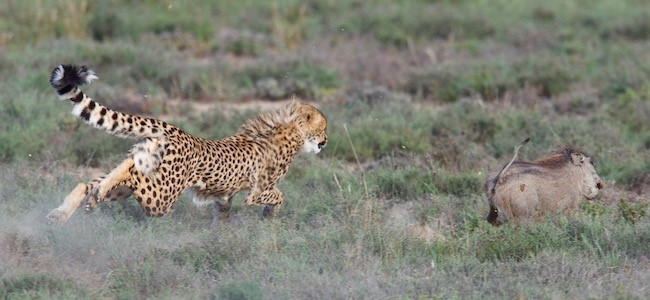 Motherly instinct: Cheetah vs warthog | Graaff-Reinet Advertiser