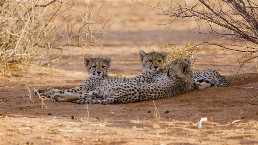 The world's fastest land animal is fast approaching