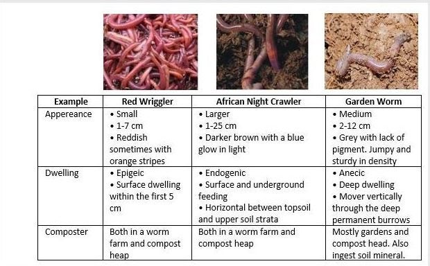 Worm Farm Facts - Red Worms