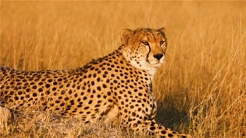 Mark Segal　Cheetah　絶滅危惧種　アフリカ Mark Segal Cheetah 絶滅危惧種 アフリカ