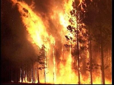 Invasive plants and fire