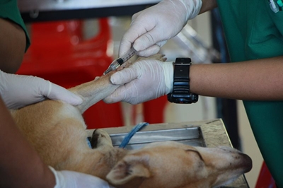 Parvovirus uitbraak in die Tuinroete 