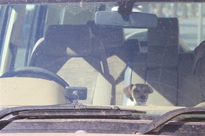 Hond in bloedige hitte toegesluit
