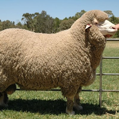 Breeding Record Breaking Mutton Merinos Oudtshoorn Courant