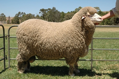 Breeding record-breaking Mutton Merinos