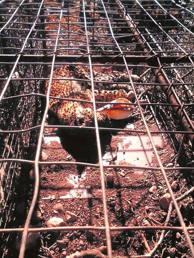 Farmer in court for 2020 leopard death