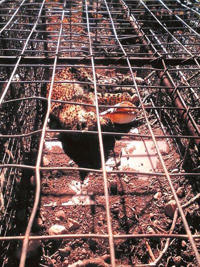 Farmer in court for 2020 leopard death
