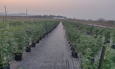 Police bust R30m cannabis farm in KZN