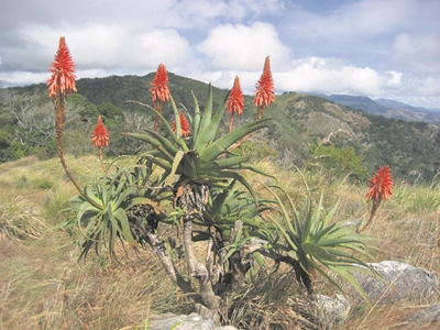 Big boost for indigenous and medicinal crop production