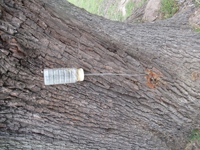 Info session about borer beetle