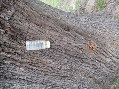 Info session about borer beetle