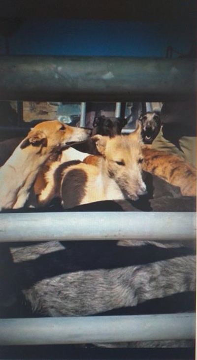 Jagters met honde weer vasgetrek