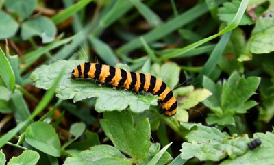 Winter pest control…safe for people, not for pests
