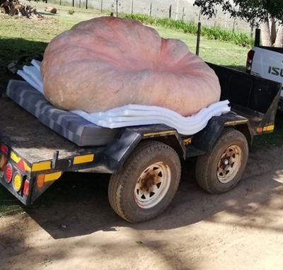 Pumpkin beats record