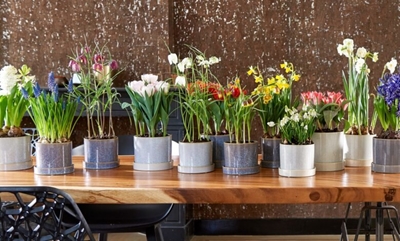 Flowers to cure the winter blues