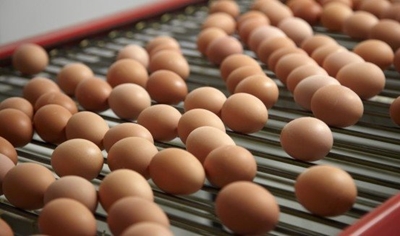 How to handle 240 000 eggs a day