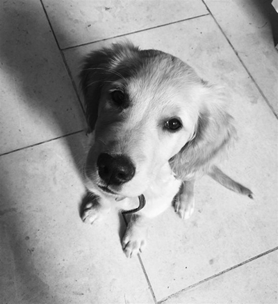 Pets safe on Guy Fawkes