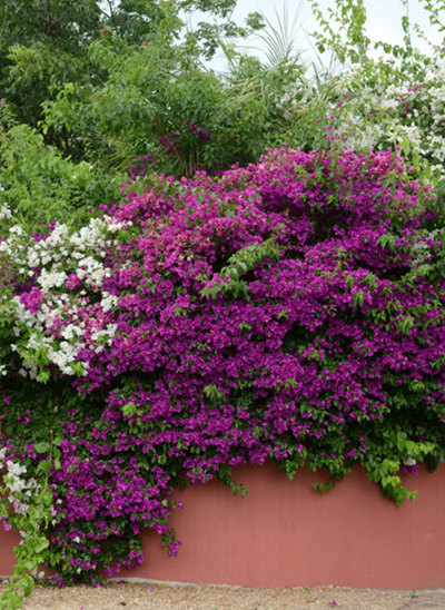 Colour for your summer garden