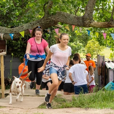 Fun with colour and shelter dogs