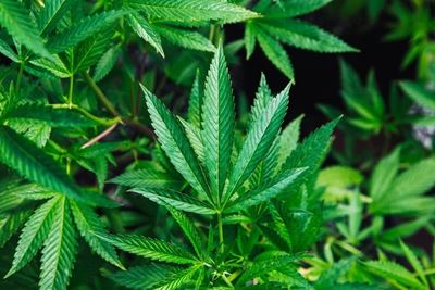 Submissions on Cannabis Bill extended
