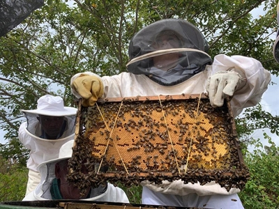 How buzzy can a buzzy bee be?