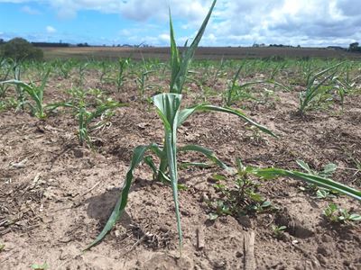 Droogte knyp George se boere