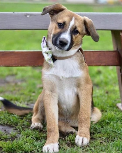 Dogs available for you at Odin