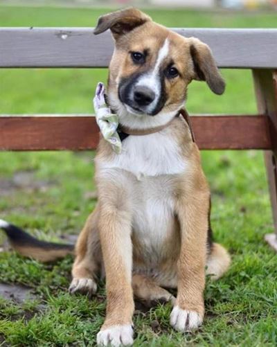 Dogs available for you at Odin