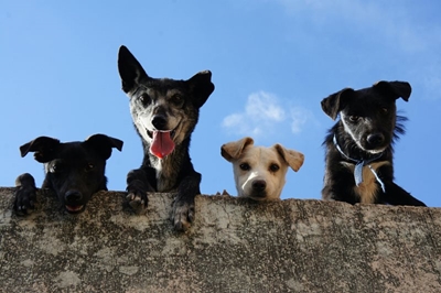 How to help a dog recover from a dog attack 