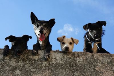 How to help a dog recover from a dog attack 