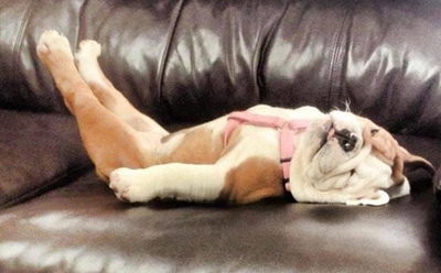 Sleepathon, pet micro-chipping