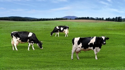 Sustainability in pasture-based dairy farming