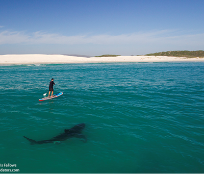Great White Sharks - Mindless Killers or Accommodating Predators?