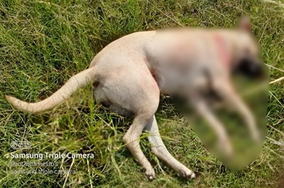 Saak van hond geskiet nog onbeslis