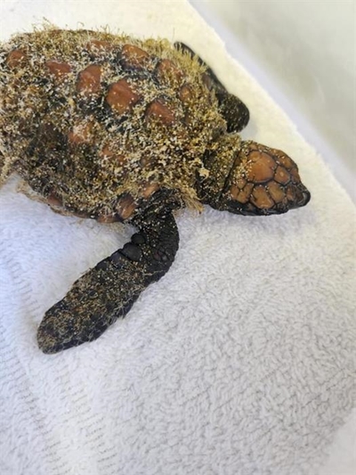 Turtle hatchlings wash up
