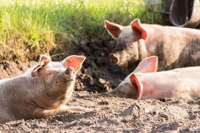 Swine fever outbreak in pigs in Mossel Bay