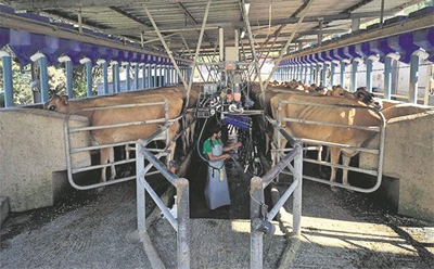 Unlocking the secrets to successfully running a small mixed farming operation