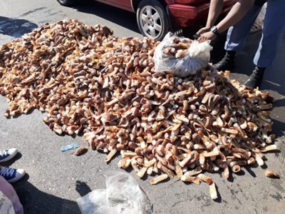 Grabouw police seize crayfish worth R6.5m