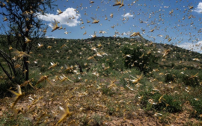 Report brown locust sightings