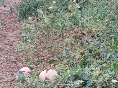 Sprinkaanplaag moontlik op pad na Oudtshoorn