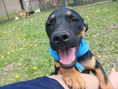 This little champ needs a forever home 