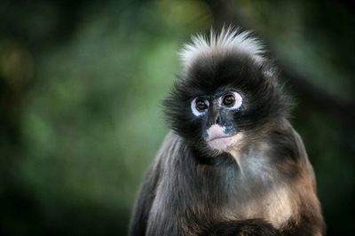 Securing a 'paradise' for rescued primates