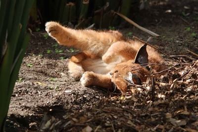 Caracal kittens call Kirstenbosch gardens home