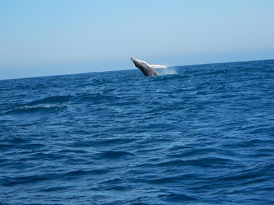 Whale watching time here