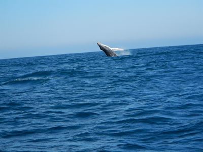 Whale watching time here