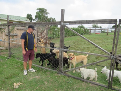 Groter vraag na dagsorg vir honde