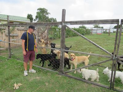 Groter vraag na dagsorg vir honde