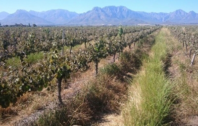 WC drought hits wine production