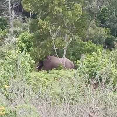 Knysna’s elusive ellie shows herself again