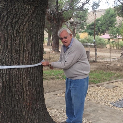 Historic tree (72) commemorated